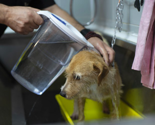 toelettatore mentra effettua un lavaggio con acqua ozonizzata a cagnolino