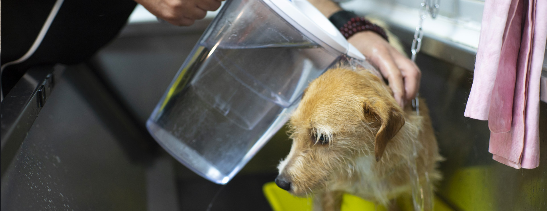 Toelettatore risciacqua cane con acqua ozonizzata