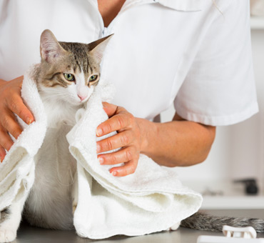 veterinaria con gatto avvolto in un asciugamano